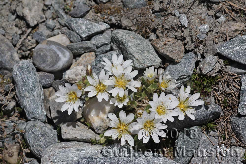 Cerastium uniflorum