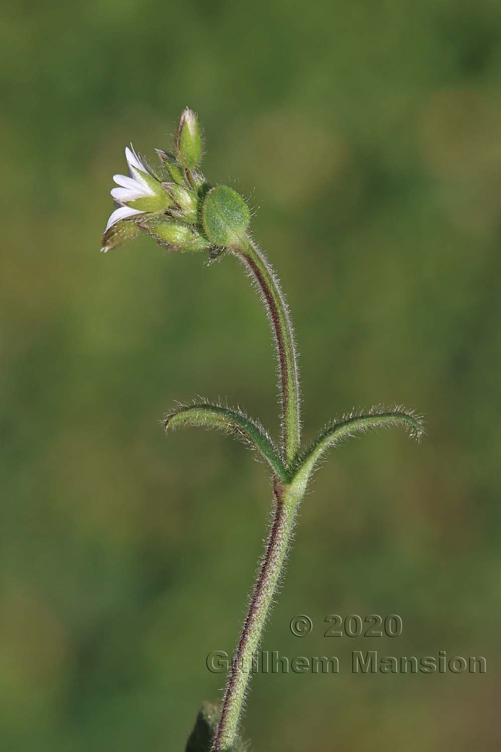 Cerastium fontanum