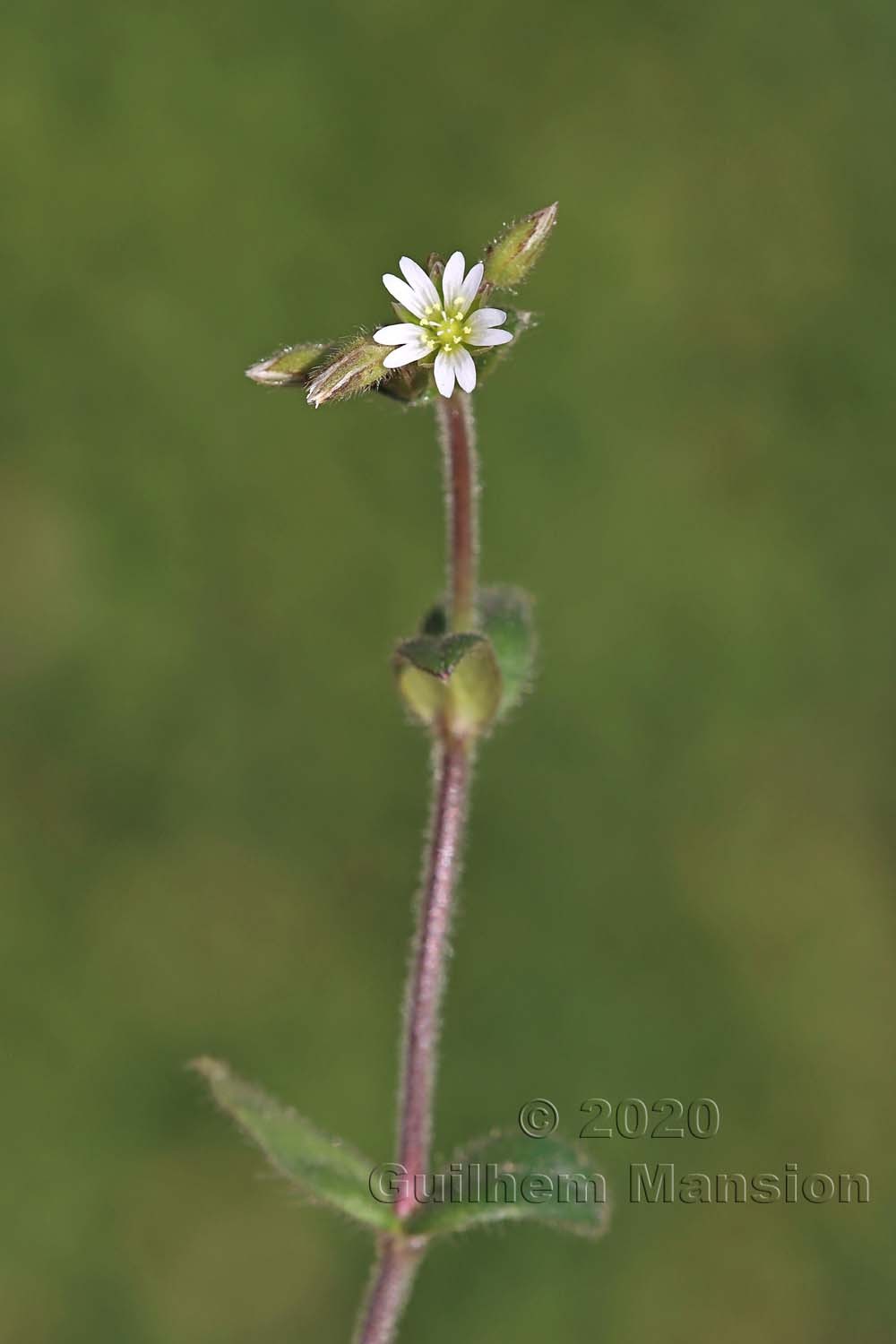 Cerastium fontanum