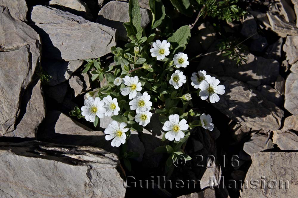 Cerastium latifolium