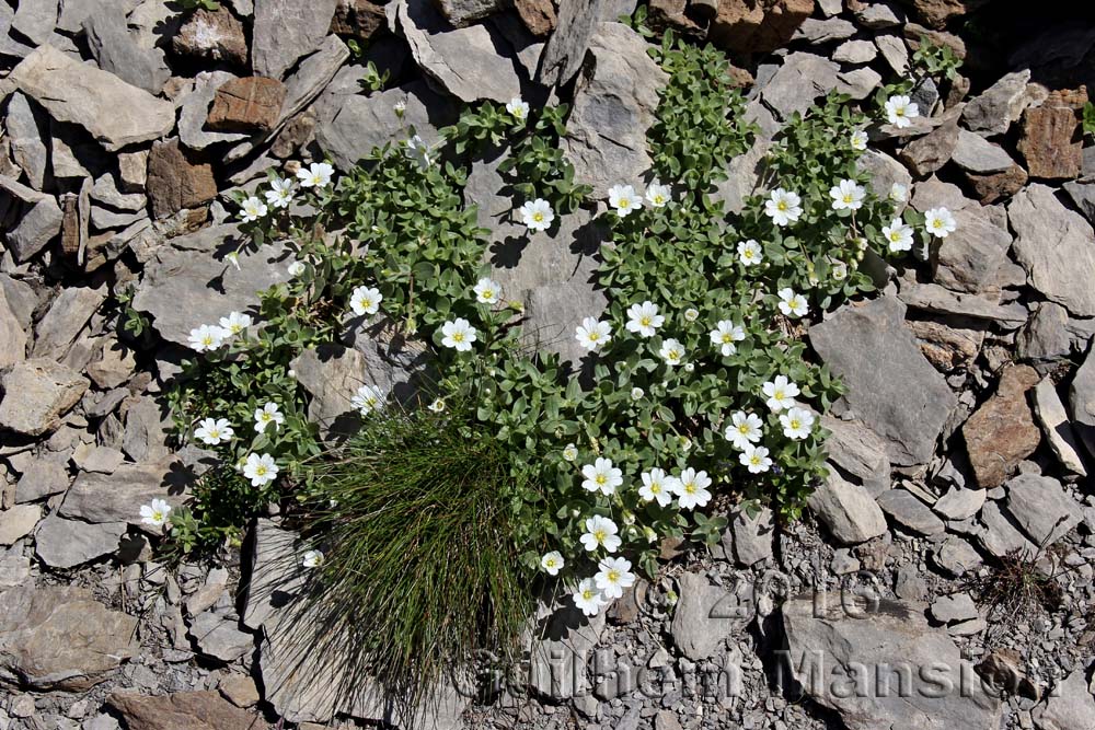 Cerastium latifolium