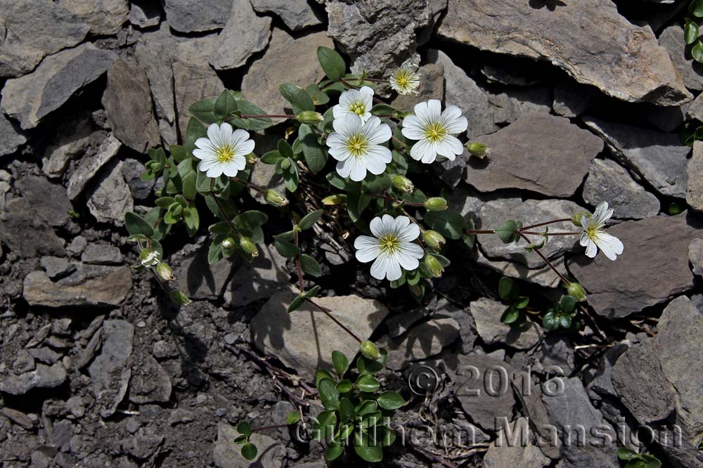 Cerastium latifolium