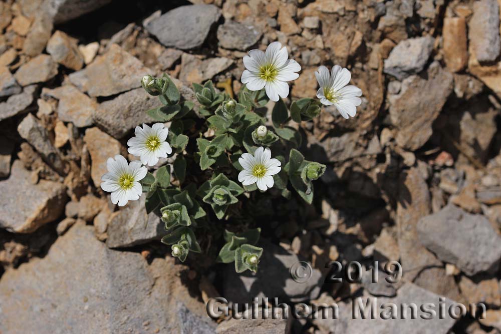 Cerastium latifolium