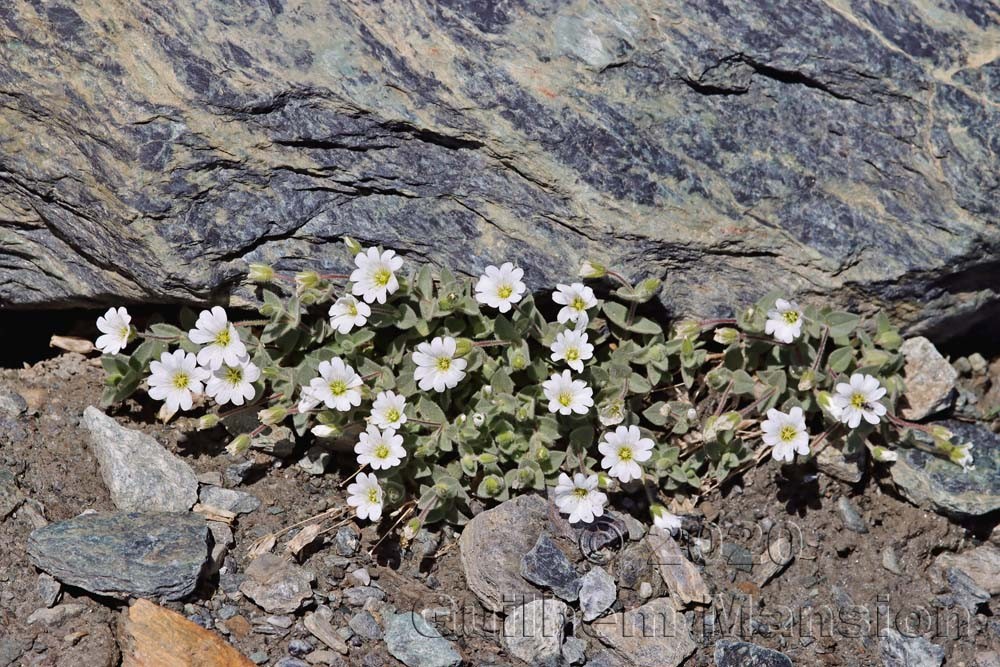 Cerastium latifolium