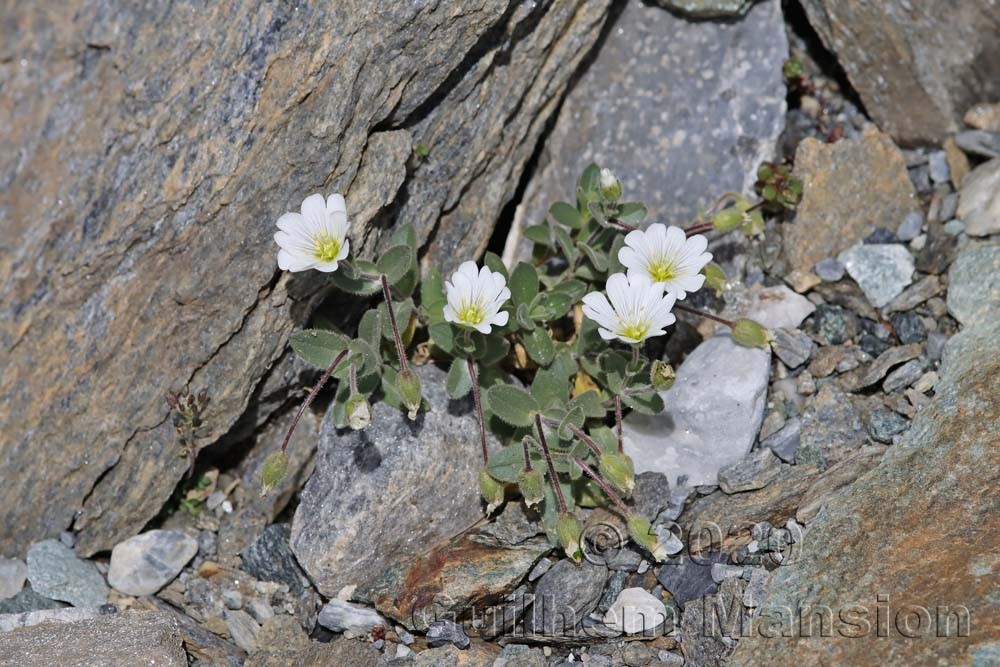 Cerastium latifolium