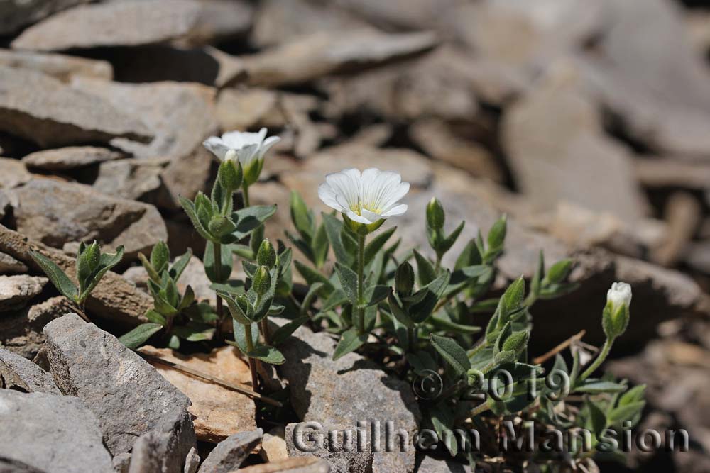 Cerastium latifolium