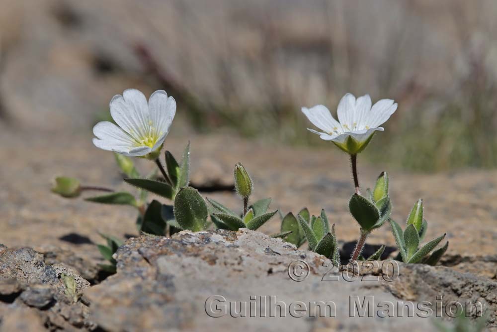 Cerastium latifolium