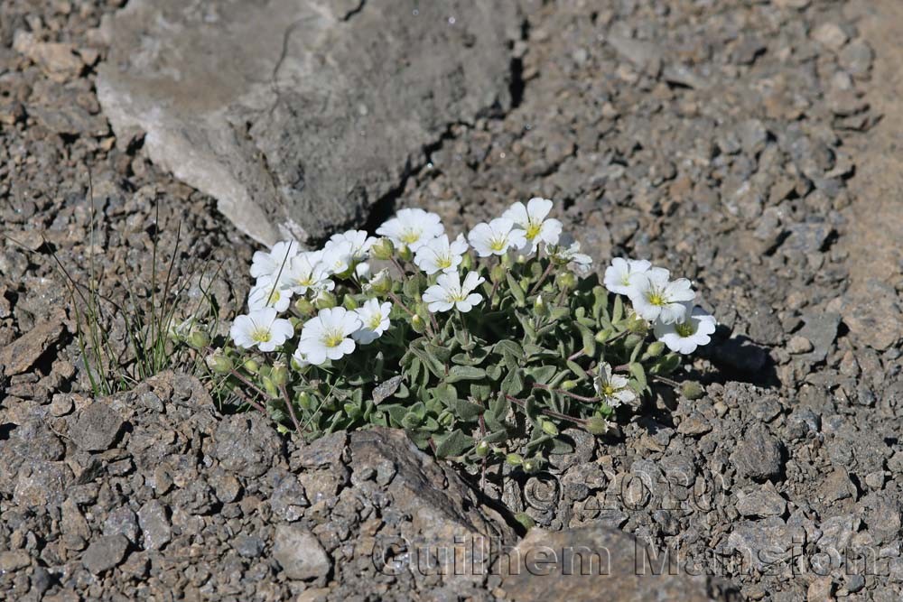 Cerastium latifolium