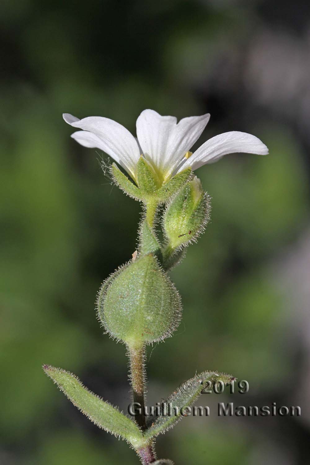 Cerastium latifolium