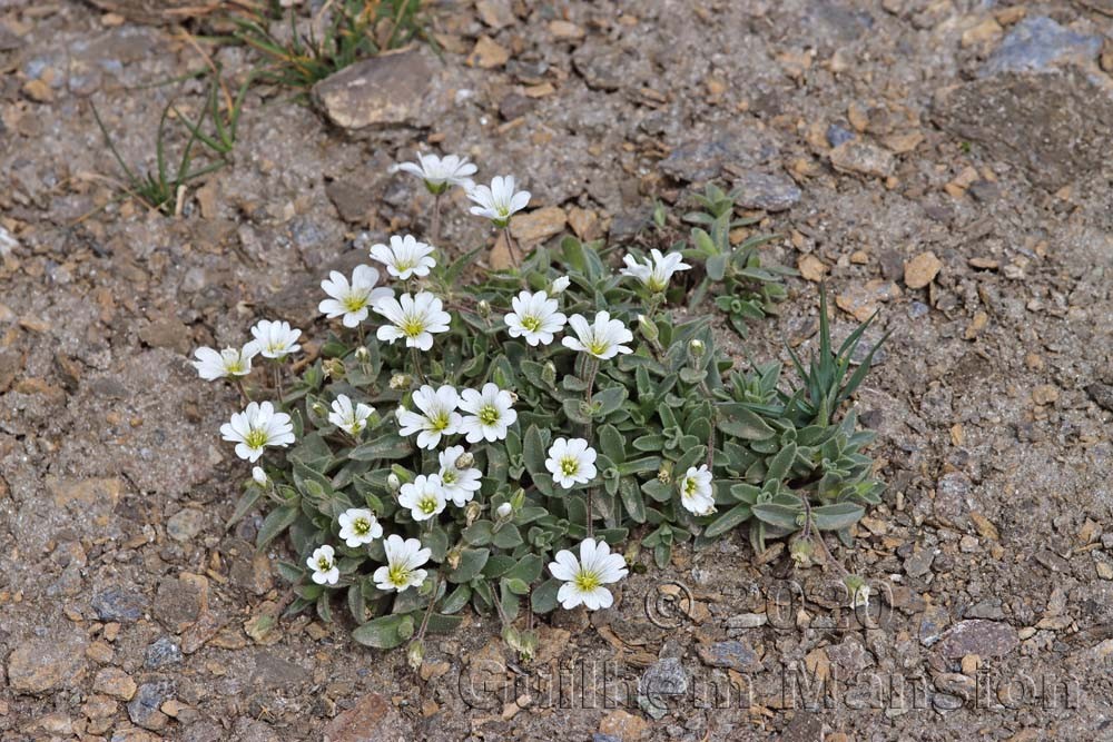 Cerastium latifolium