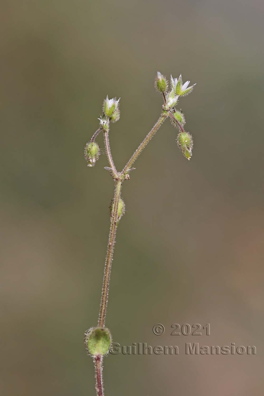 Cerastium semidecandrum