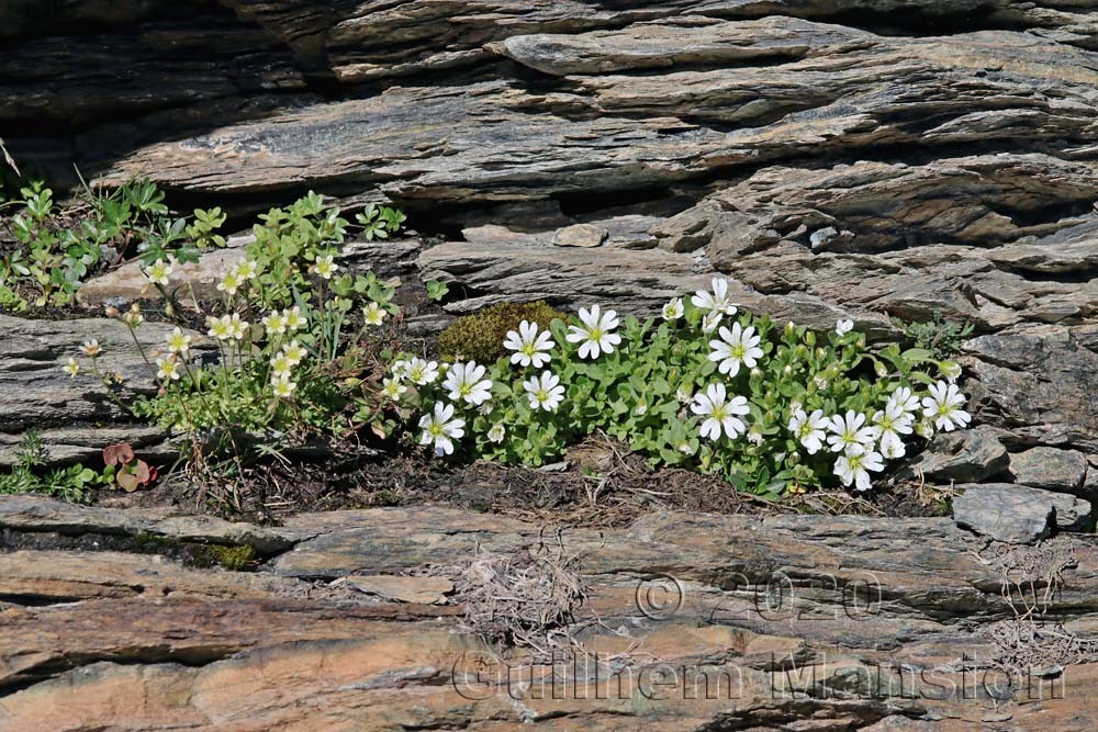 Cerastium uniflorum