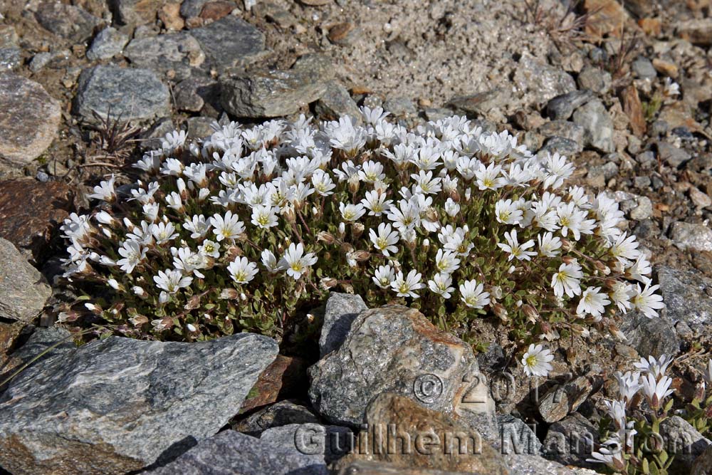 Cerastium uniflorum