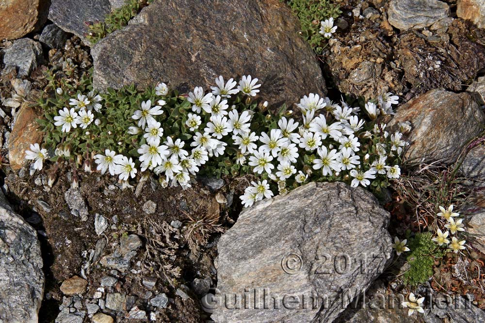 Cerastium uniflorum