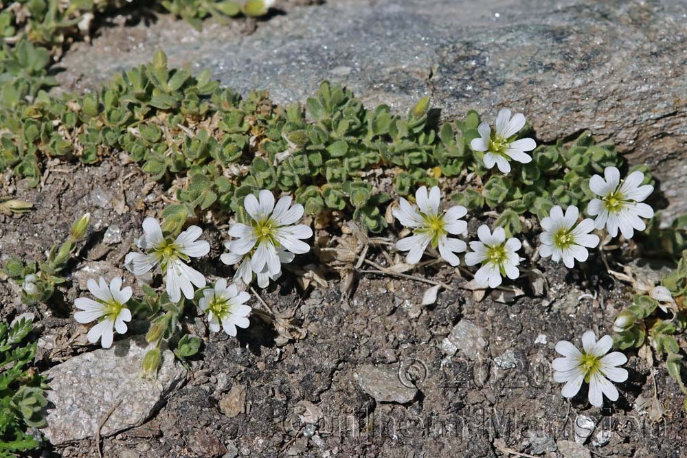 Cerastium uniflorum