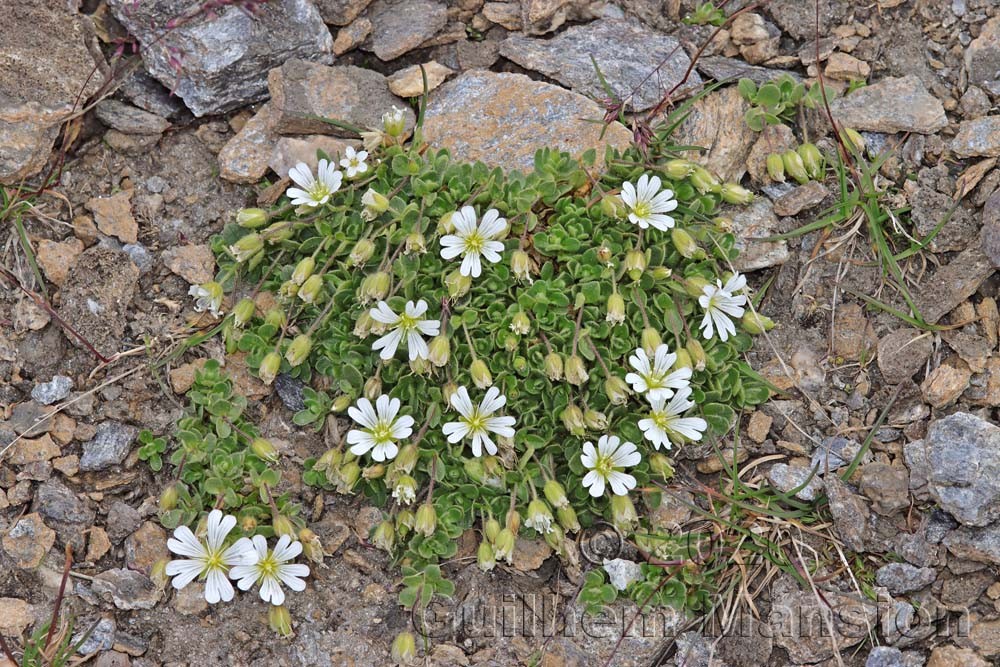 Cerastium uniflorum