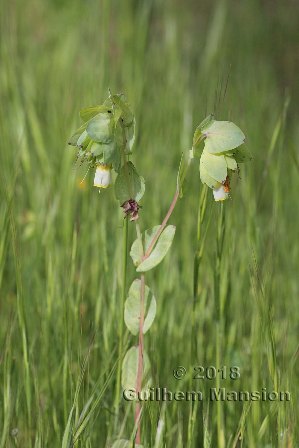 Cerinthe gymnandra