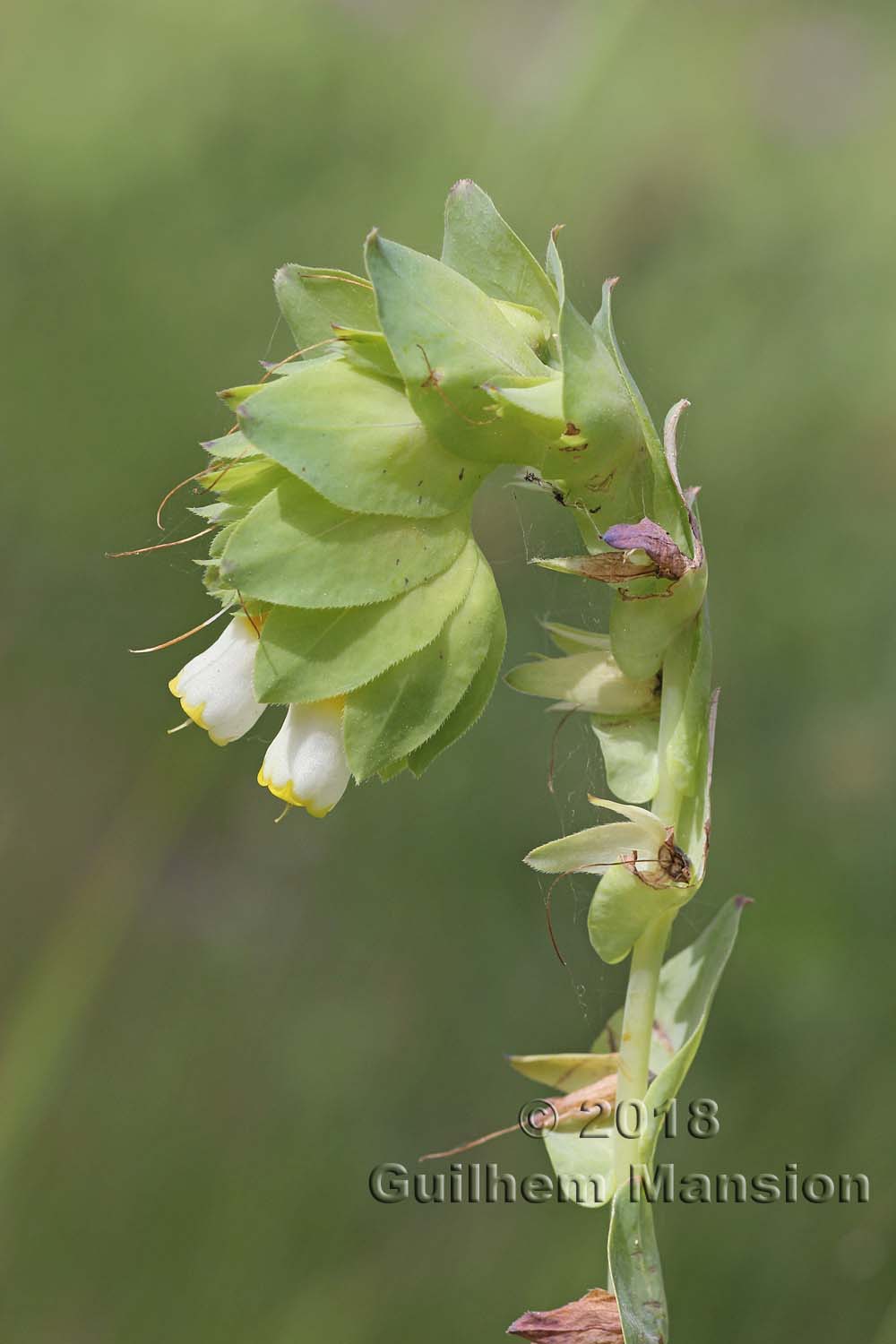 Cerinthe gymnandra