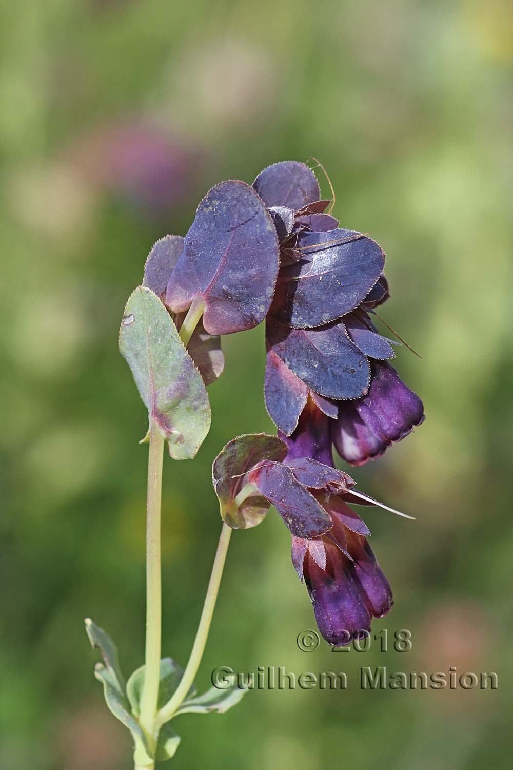 Cerinthe major