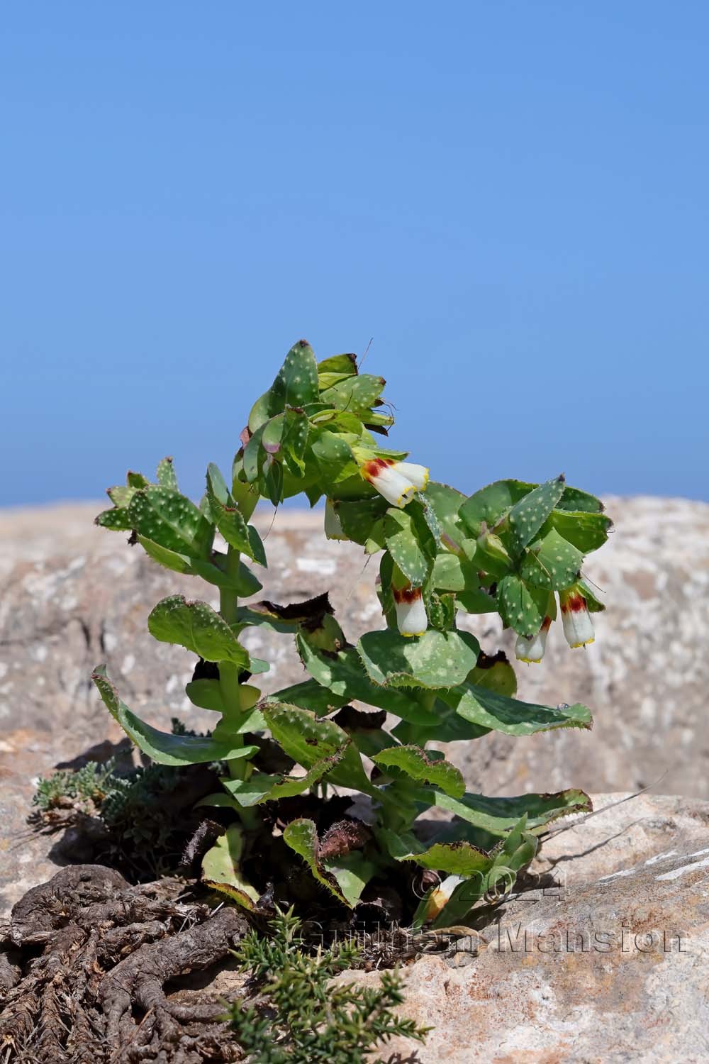 Cerinthe major