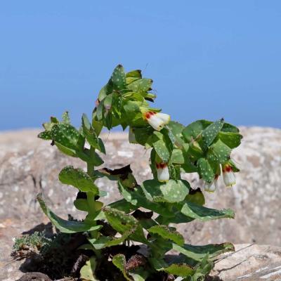 Cerinthe major