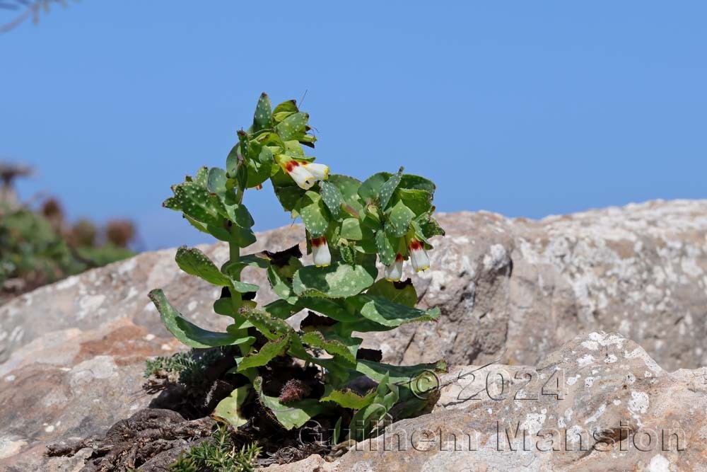 Cerinthe major