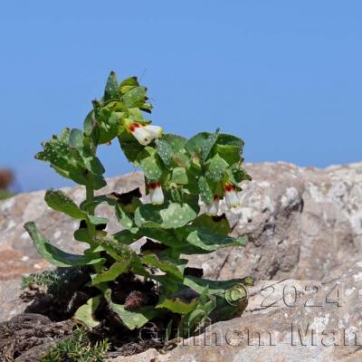 Cerinthe major