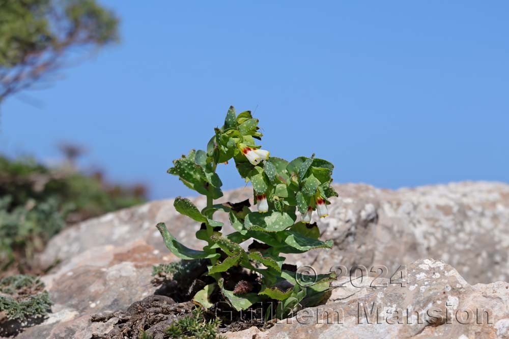 Cerinthe major