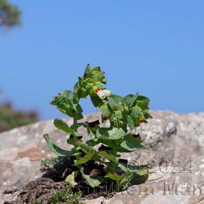 Cerinthe major