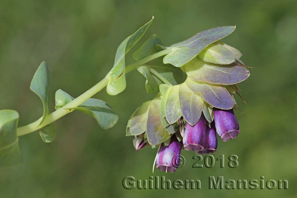 Cerinthe major