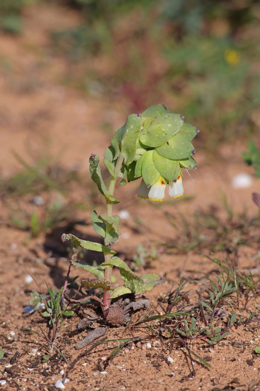 Cerinthe major