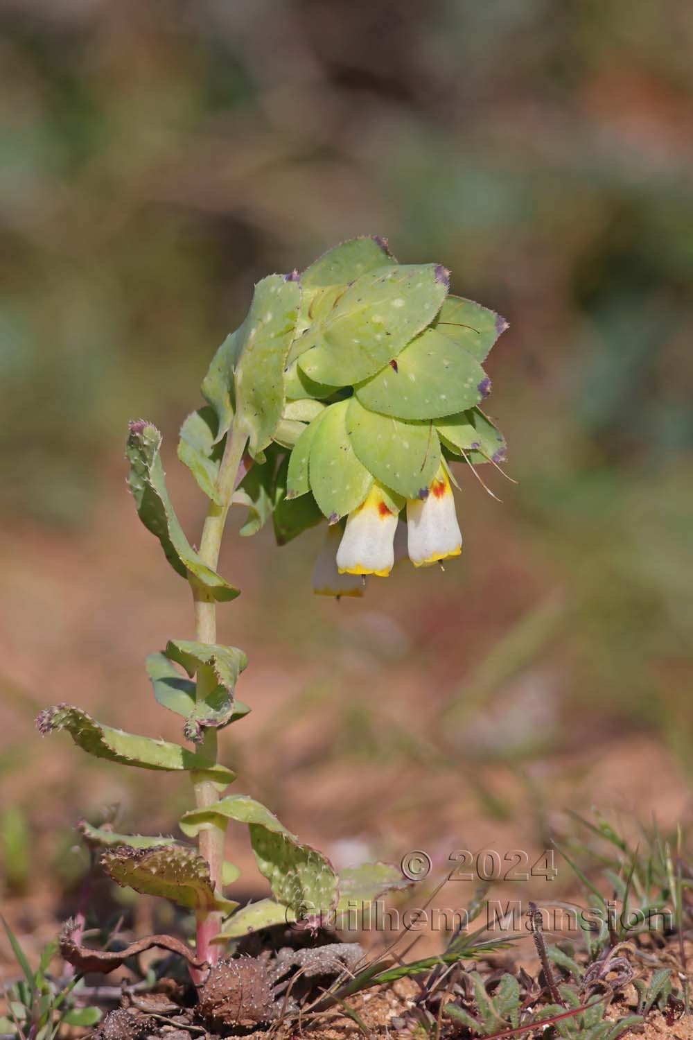 Cerinthe major