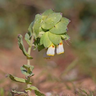 Cerinthe major