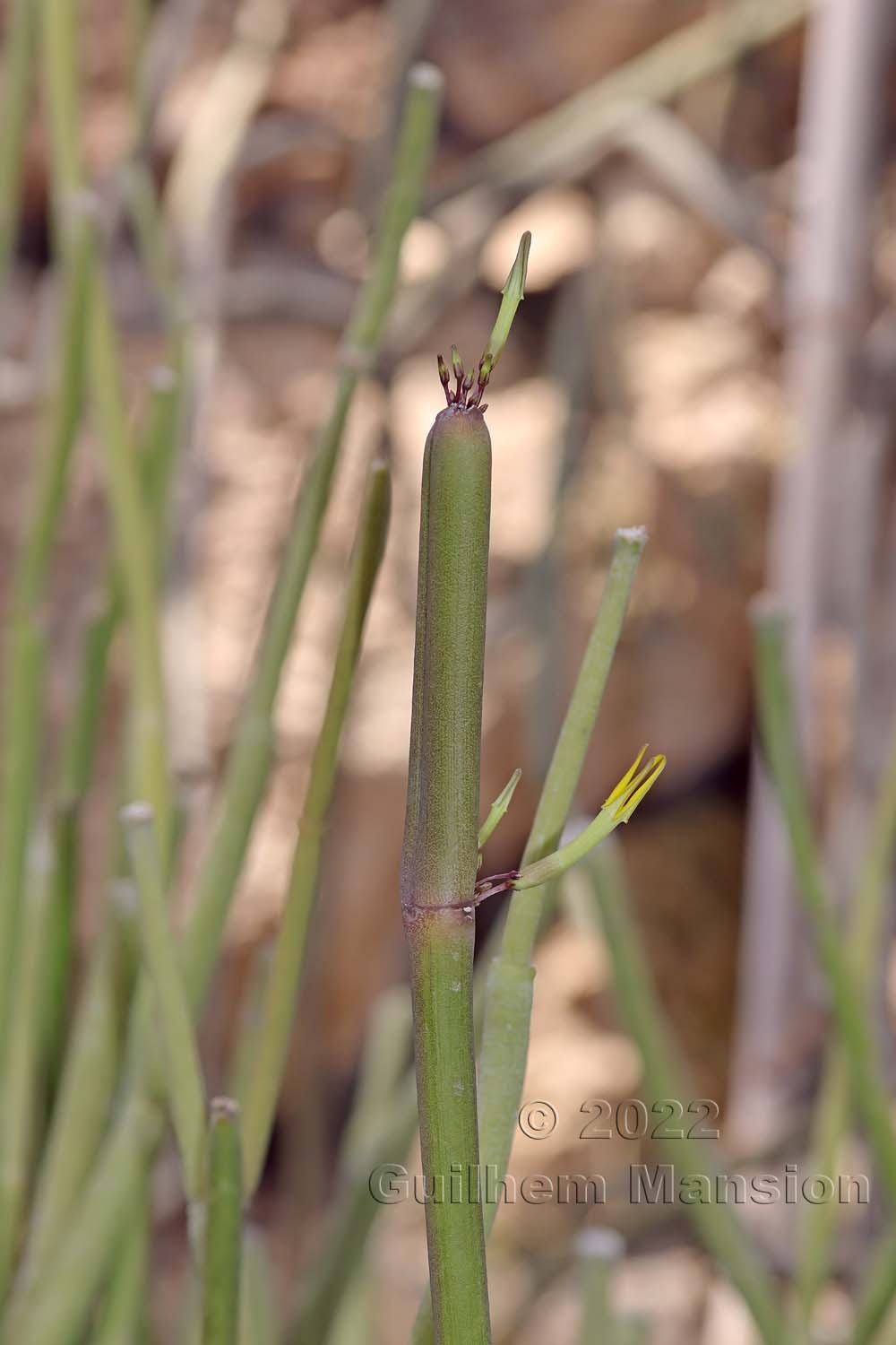 Ceropegia dichotoma