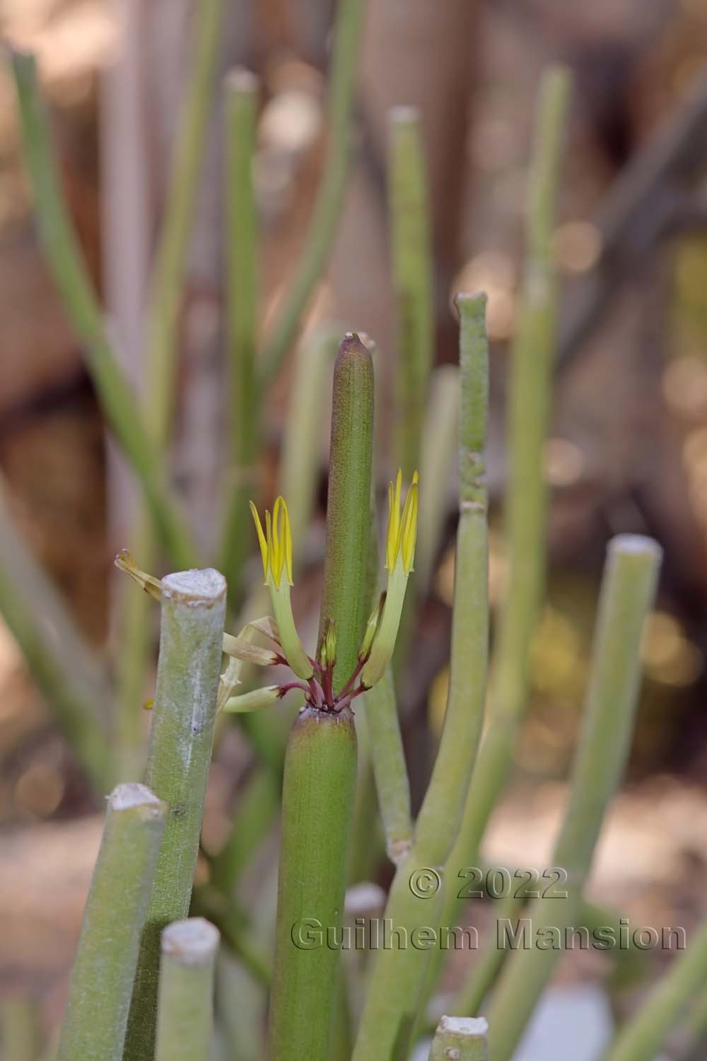 Ceropegia dichotoma