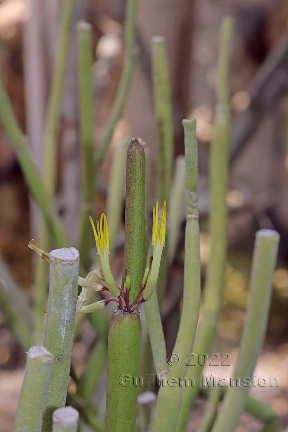 Ceropegia dichotoma