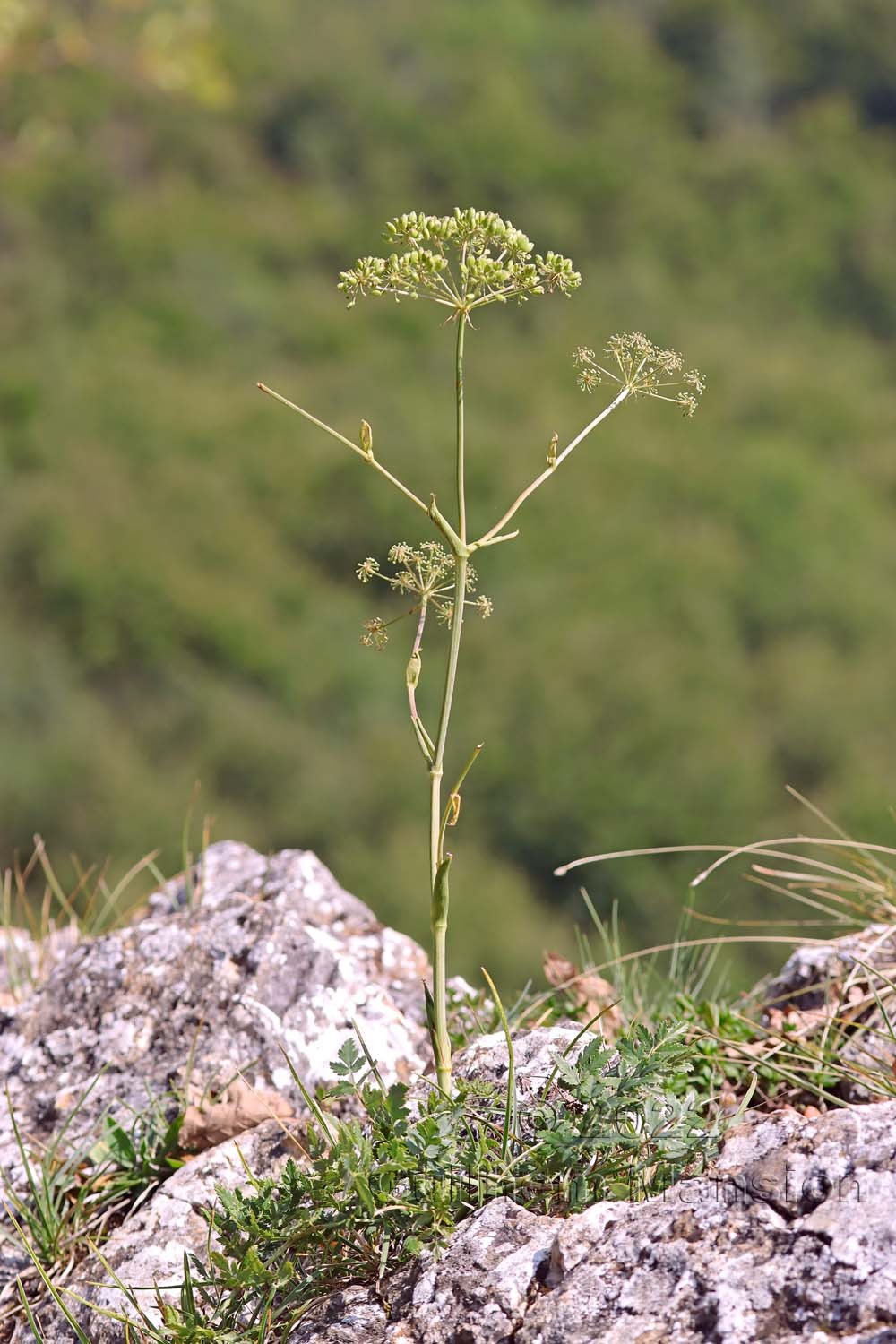 Cervaria rivini [Peucedanum cervaria]