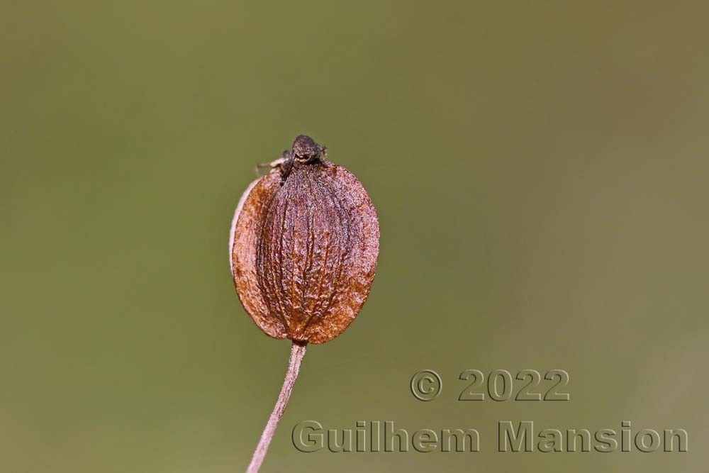 Cervaria rivini [Peucedanum cervaria]