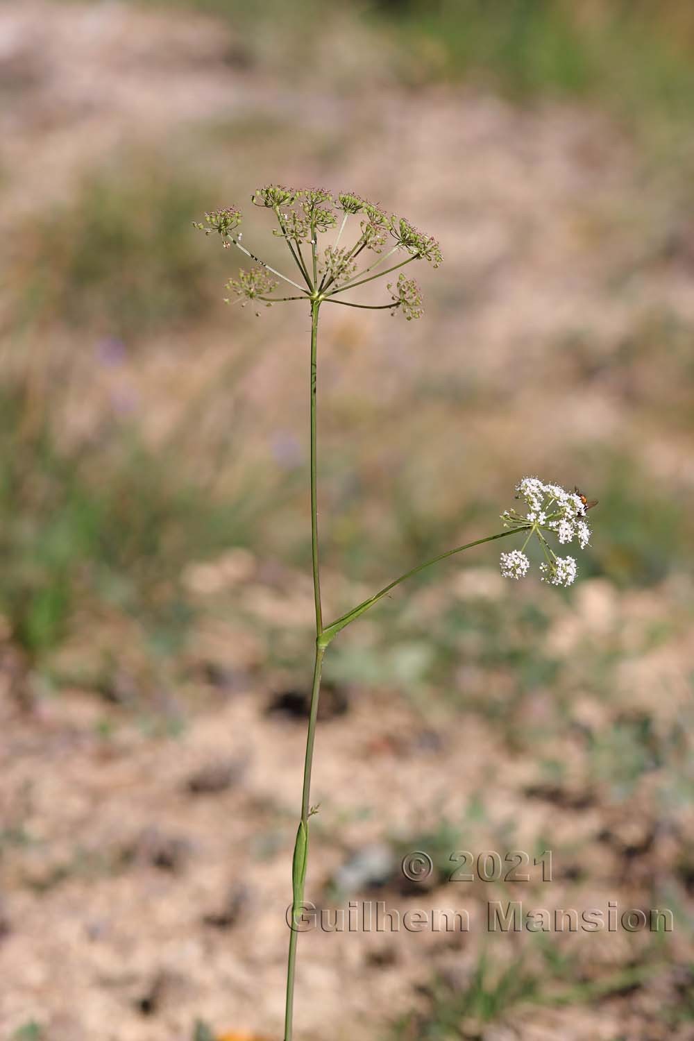 Cervaria rivini [Peucedanum cervaria]