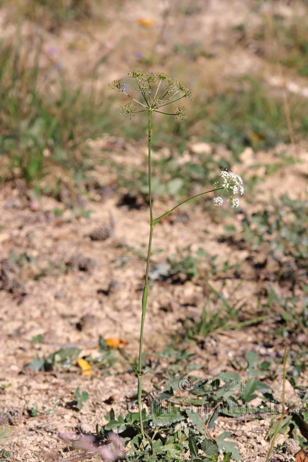 Cervaria rivini [Peucedanum cervaria]