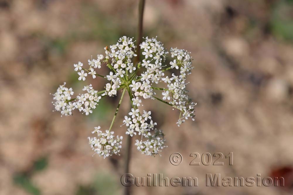 Cervaria rivini [Peucedanum cervaria]