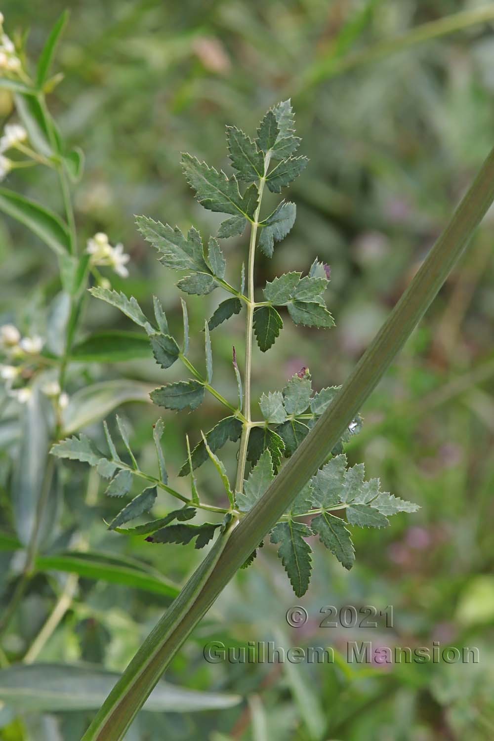 Cervaria rivini [Peucedanum cervaria]