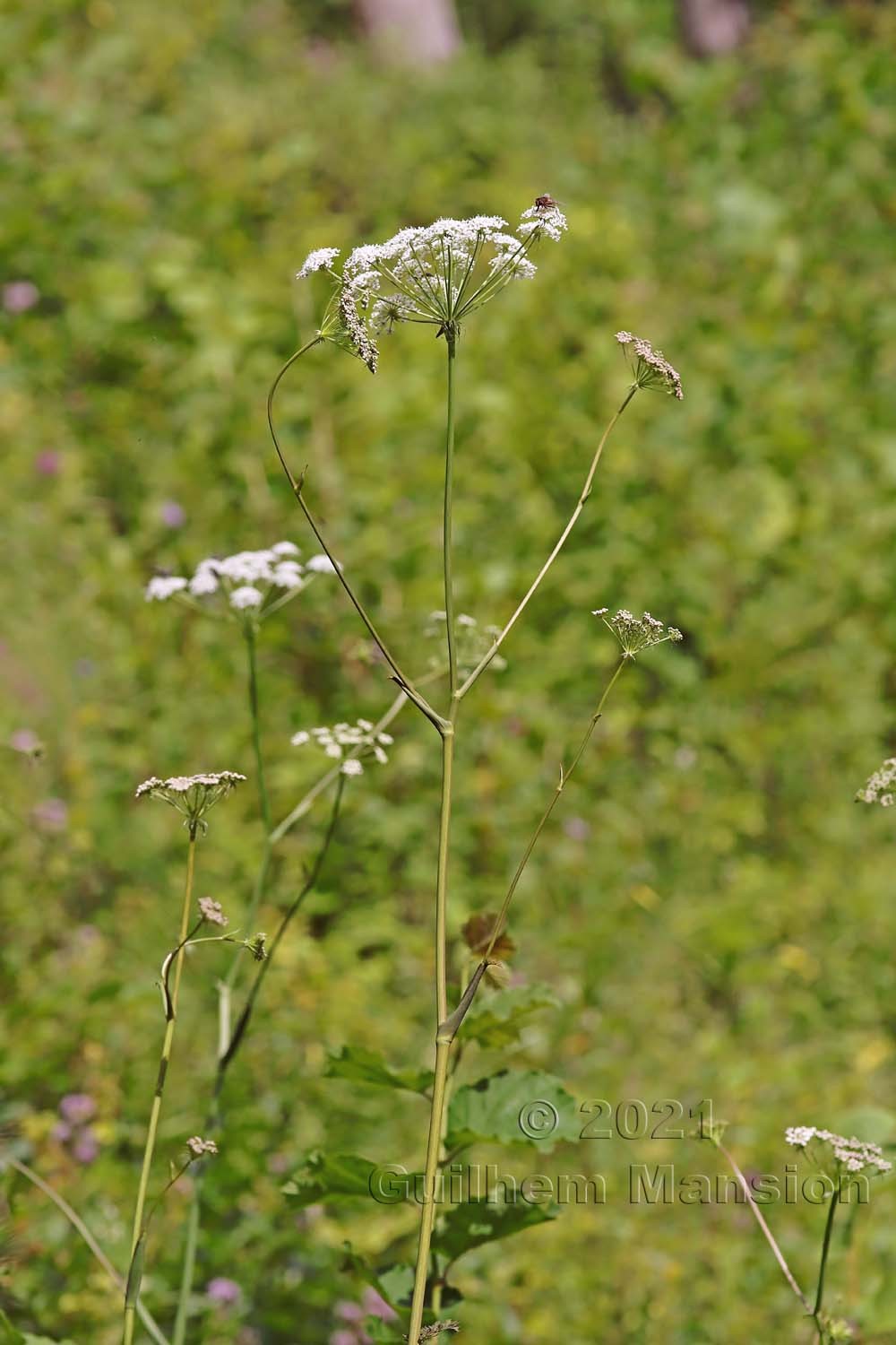 Cervaria rivini [Peucedanum cervaria]