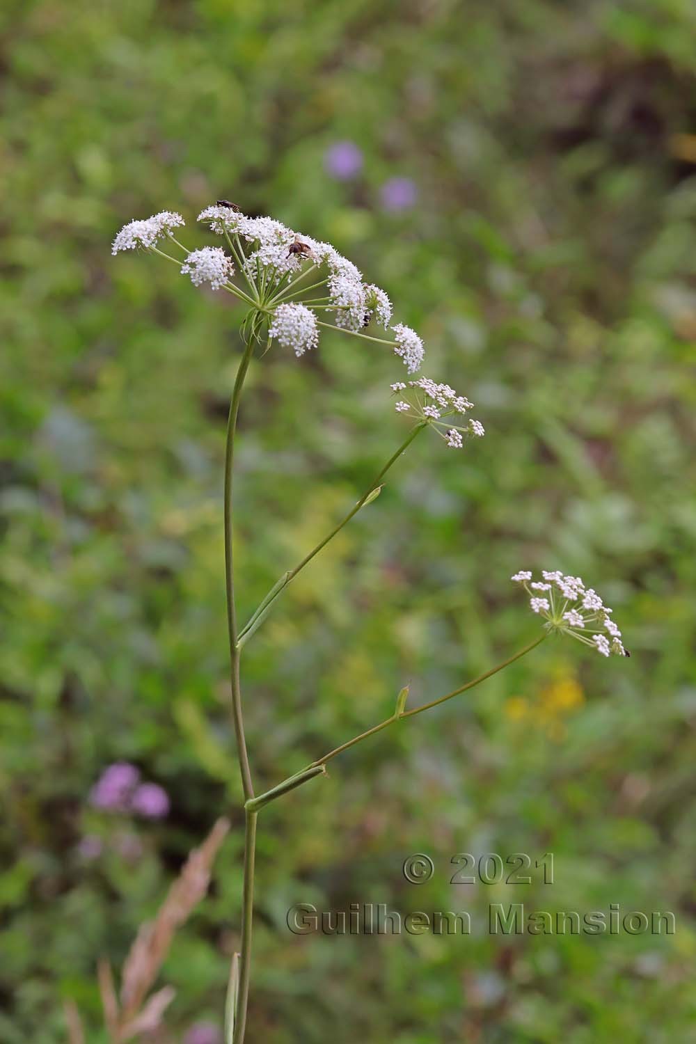 Cervaria rivini [Peucedanum cervaria]