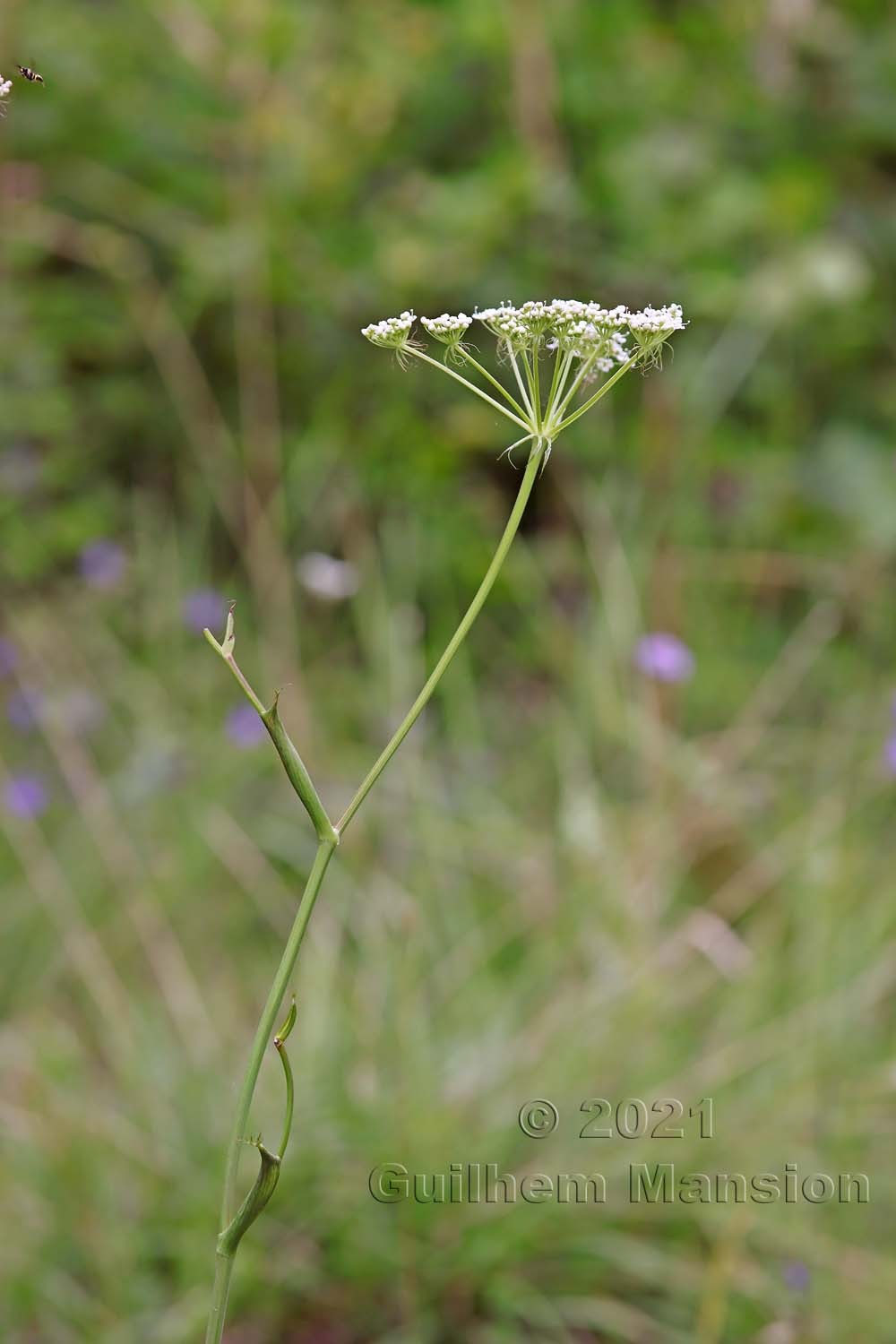 Cervaria rivini [Peucedanum cervaria]