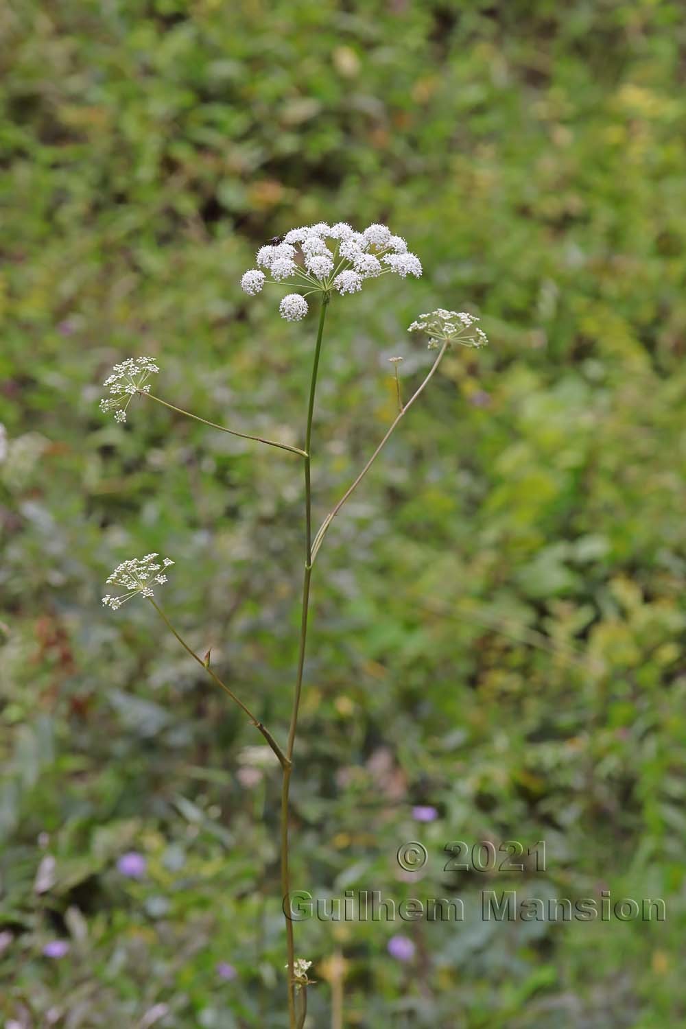 Cervaria rivini [Peucedanum cervaria]