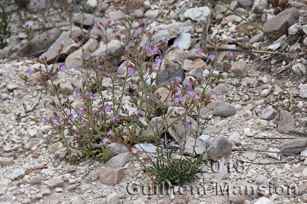 Chaenorhinum macropodum subsp. degenii