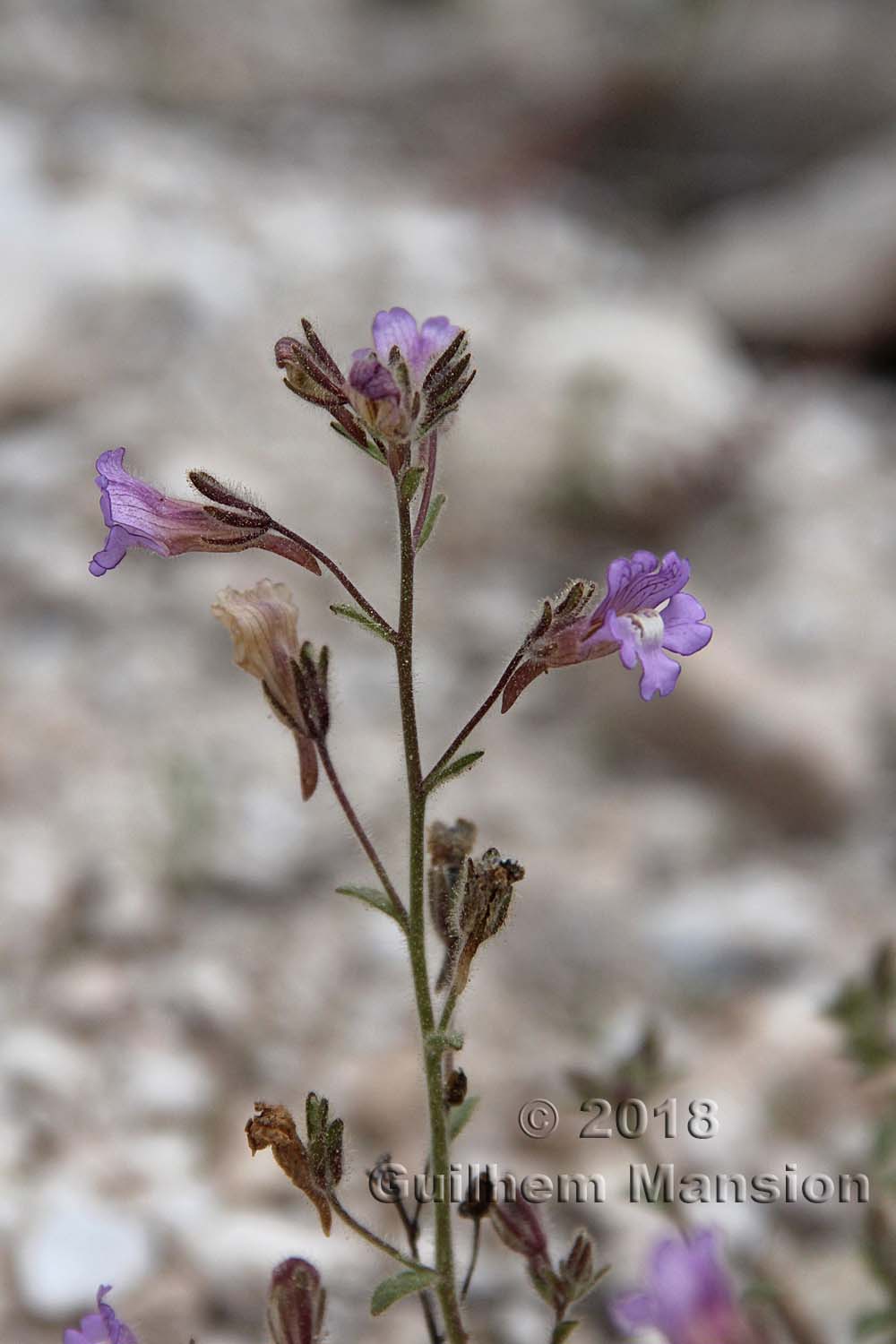 Chaenorhinum macropodum subsp. degenii