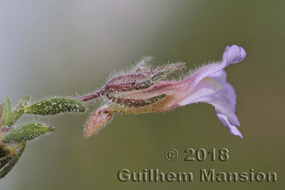 Chaenorhinum macropodum subsp. degenii