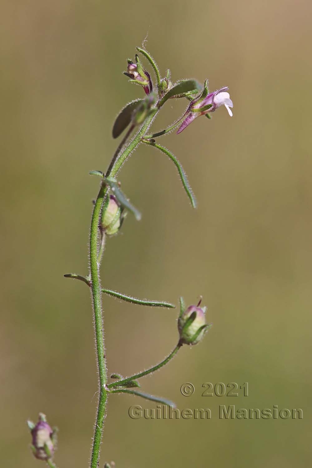 Chaenorhinum minus